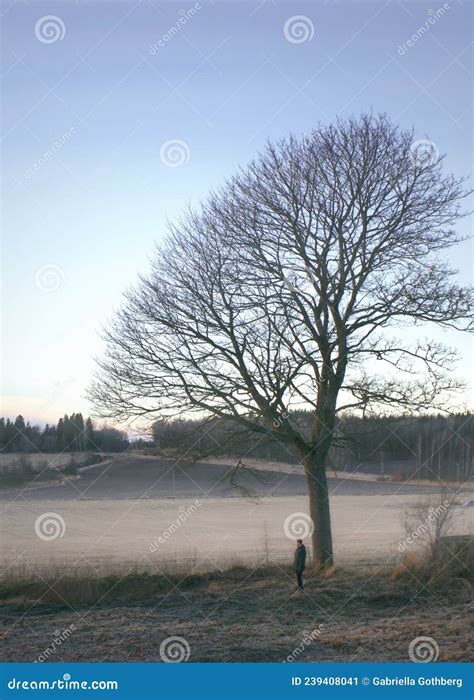 Naked Oak Tree Stock Photography Cartoondealer