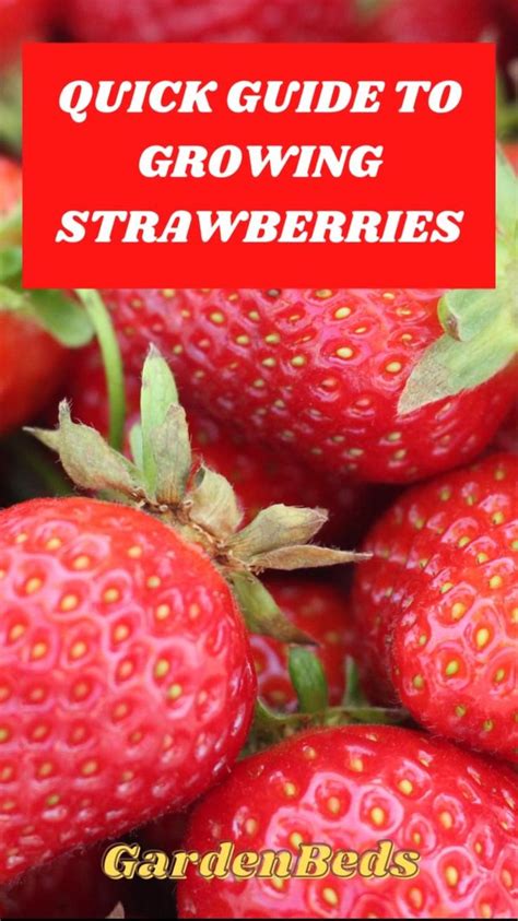 Quick Guide To Growing Strawberries Growing Strawberries Growing