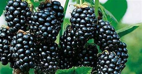 Brombeeren gehören zu den kleinen beerenartigen Früchten in der