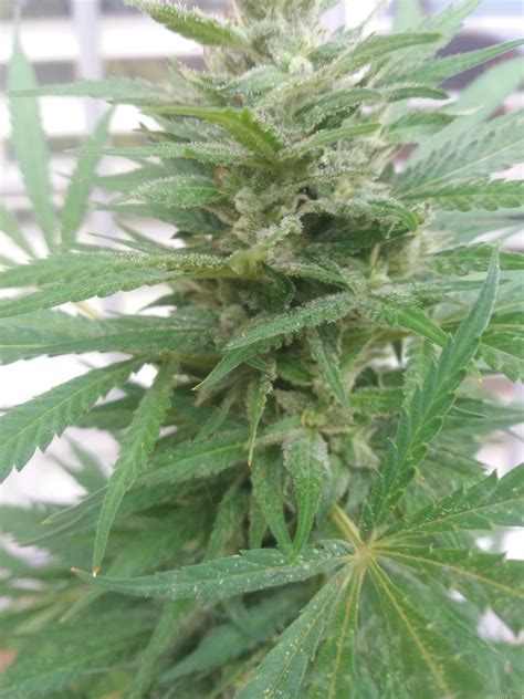 Galer A De Variedades Jack Herer Sensi Seeds Pic