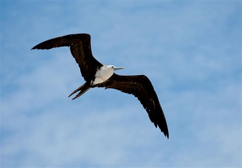 Juvenile Magnificent Frigatebird In Flight Photograph