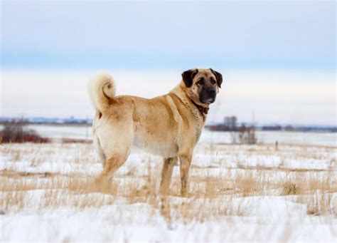 Are Kangal Dogs Dangerous Can You Have One As A Pet