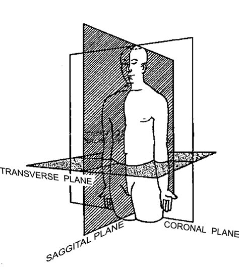 2 The Three Primary Anatomical Planes Adapted From Johnson Et Al