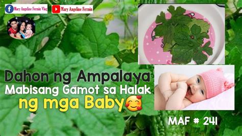 Dahon Ng Ampalaya Mabisang Gamot Sa Halak Ng Mga Baby MAF 241 YouTube