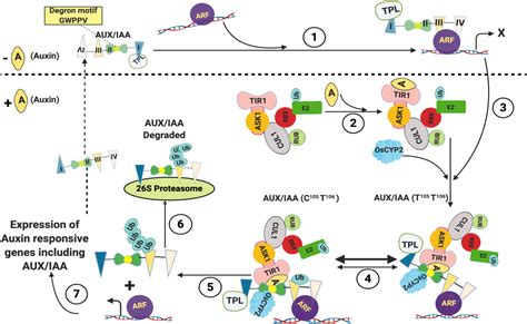 Frontiers Plant Cyclophilins Multifaceted Proteins With Versatile Roles