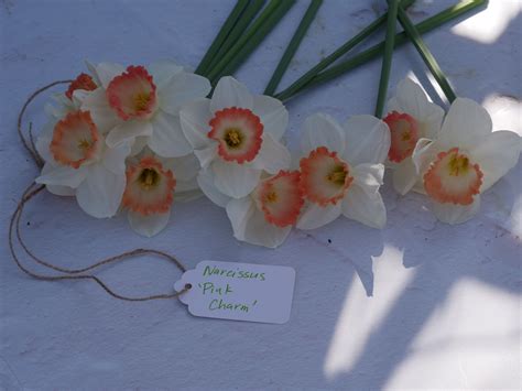 ‘Pink Charm’ Daffodils: A Truly Charming Addition to the Flower Garden | Daffodils, Pink charm ...