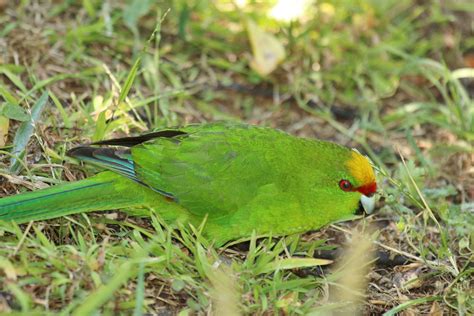 Yellow-crowned Parakeet in New Zealand 25931089 Stock Photo at Vecteezy