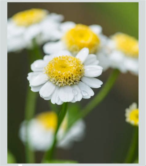 Feverfew: Nature's Gentle Migraine Reliever