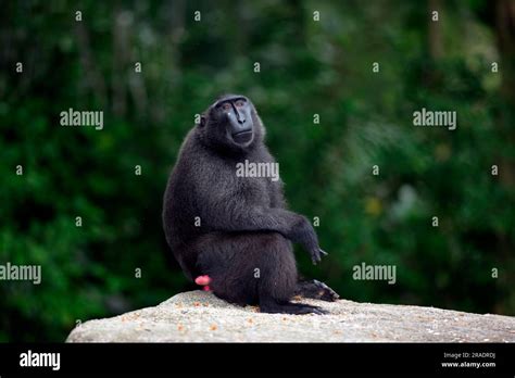 Celebes crested macaque (Macaca nigra), Celebes, Borneo, Adult, male ...