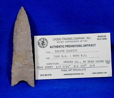 Huge Dalton Classic Authentic Prehistoric Arrowhead Artifact Native