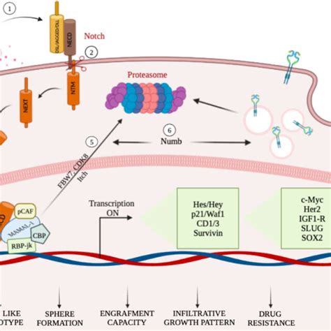 A Schematic Summary Illustrating Mechanisms Targeting Notch In GCSs