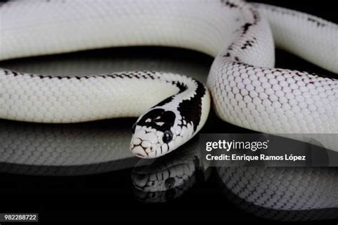 White Viper Snake Photos and Premium High Res Pictures - Getty Images