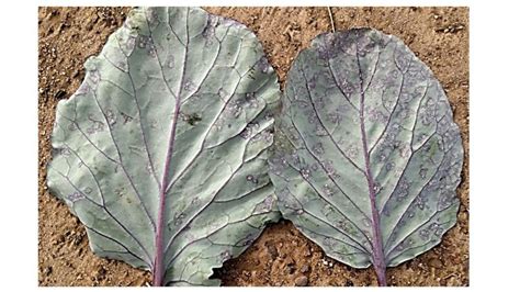 Downy Mildew On Cabbage Detected In Georgia Vegetable Blog