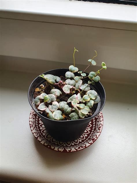 Svícník Ceropegia woodii Variegata Aukce rostlin