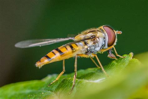 Marmalade Hoverfly Episyrphus Balteatus All Seen On A Wa Flickr