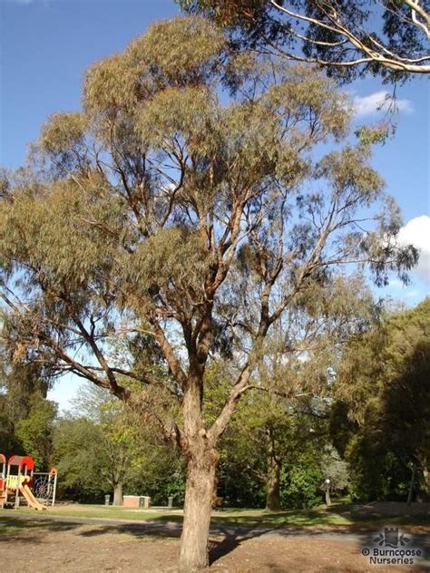 Eucalyptus From Burncoose Nurseries