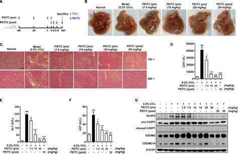 Frontiers Direct Inhibition Of GSDMD By PEITC Reduces Hepatocyte