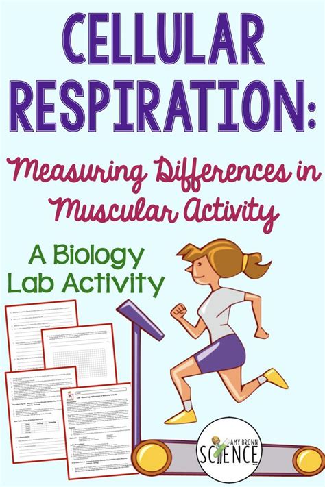 Cellular Respiration Lab Measuring Differences In Muscular Activity