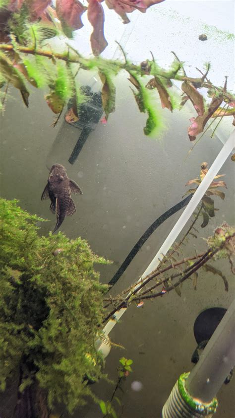 Common pleco or Bristlenose pleco??? Bought a very tiny "Bristlenose