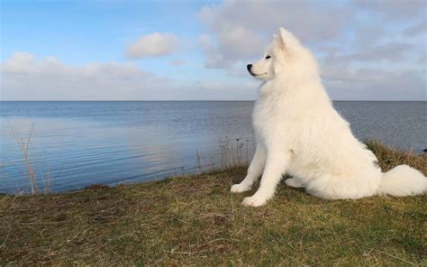 9 Common Health Problems Seen in Samoyed Dogs - A-Z Animals