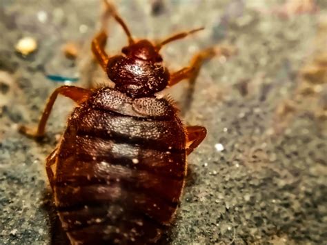 How To Identify Bed Bugs Poulins Pest Control