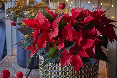 Poinsettia Notre Guide Pour Entretenir Et Faire Rougir Létoile De