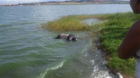 Pescador Encontra Corpo De Homem No Lago Da Perucaba