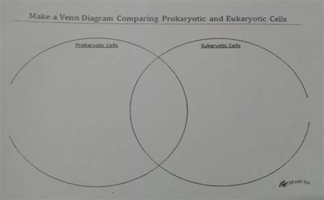 Prokaryotic And Eukaryotic Cells Venn Diagram