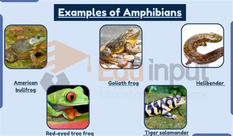 10 examples of amphibians animals Amphibians amphibian