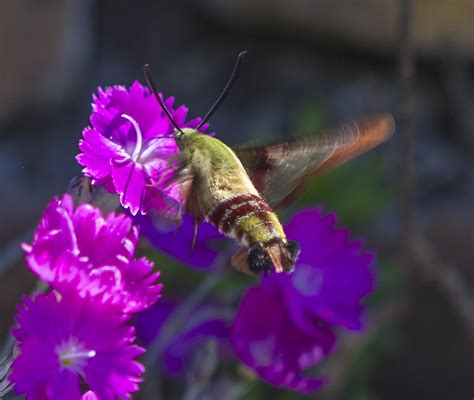 hummingbird clearwing moth | Maverick Mist