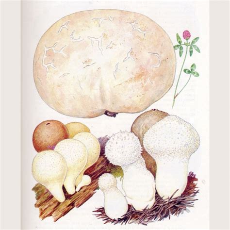 Ефремов, А. П. Лекарственные растения и грибы средней полосы России ...