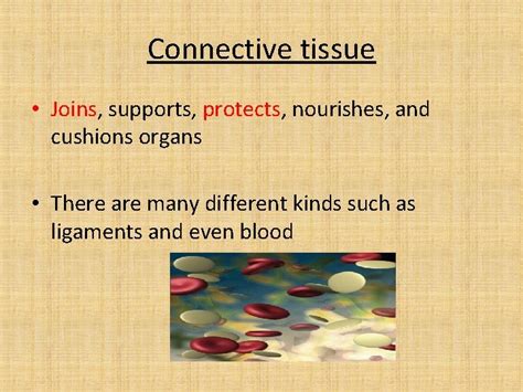 Body Organization Section 1 1 Cells Tissues Organs