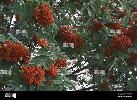 Rowan Bunches Hi Res Stock Photography And Images Alamy