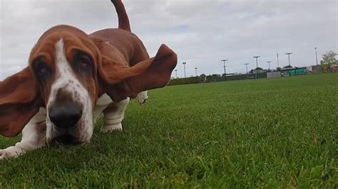 Basset Hound Running In Slow Motion Youtube