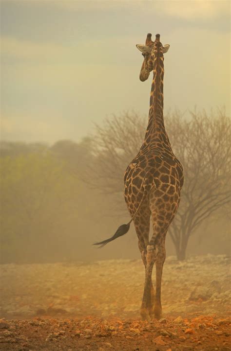 Giraffe Facts - Animal Facts Encyclopedia