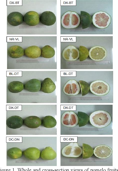 Figure 1 From Chemical Composition Antioxidant And Antibacterial