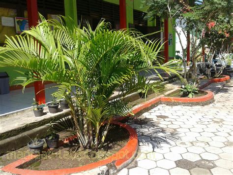 Keindahan Pohon Palem Untuk Taman Manfaat Lab