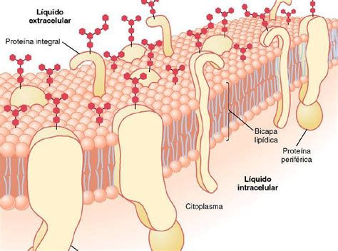 Membrana Celular Estructura Y Funcion Images