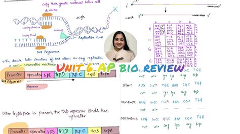 Unit 6 AP Bio Review Gene Expression And Regulation Transcription