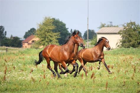 Horse Herd Running Free at the Field Stock Photo - Image of brown ...