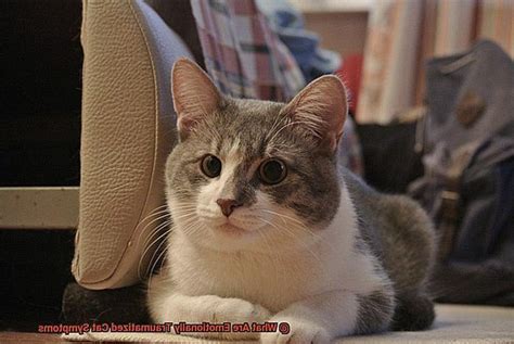 What Are Emotionally Traumatized Cat Symptoms 21Cats Org