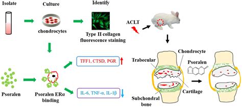 Psoralen Downregulates Osteoarthritis Chondrocyte Inflammation Via An