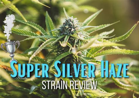 Super Silver Haze Strain Review Growing Guide