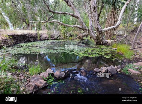 Hot Thermal Springs At Lorella Springs Wilderness Park Northern Territory NT Australia Stock
