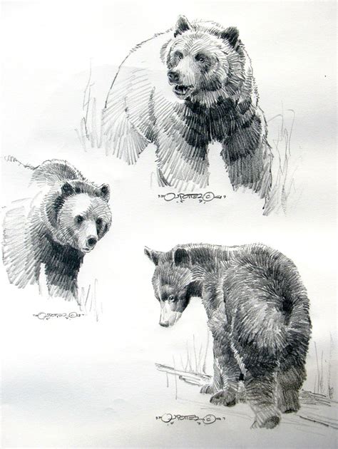 Drawings Of Grizzly Bears Bear Paintings Bear Art Bear Character Design