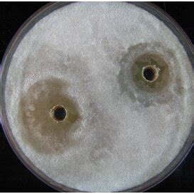 Antifungal activity of CFS (A) and purified antifungal compound (B ...