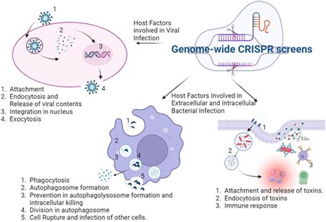 Frontiers Genome Wide Crispr Screens And Their Applications In