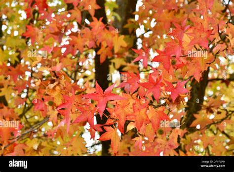 American sweetgum tree with bright fall colors Stock Photo - Alamy