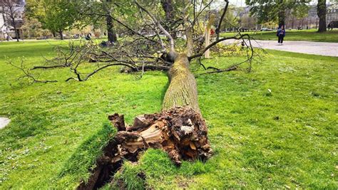 Sturmschaden In Stuttgart B E Rei T Jungen Baum Im Schlossgarten Um