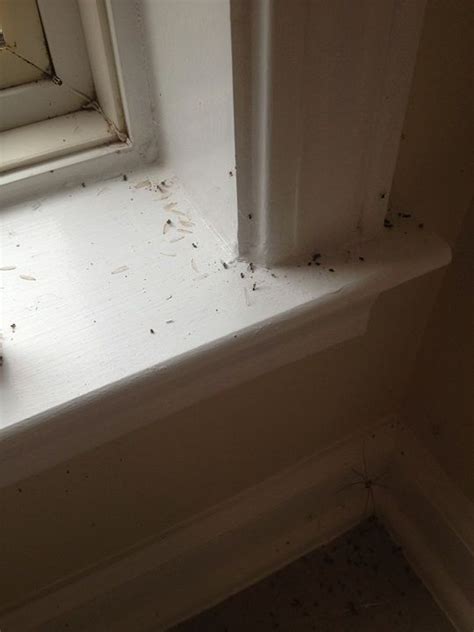 Swarming Termites In A Window Termites Termite Damage Windows